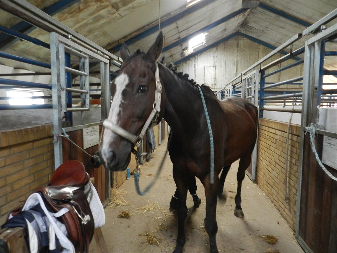 Stævne i Roager Rideklub d. 24/9 2011 billede 88