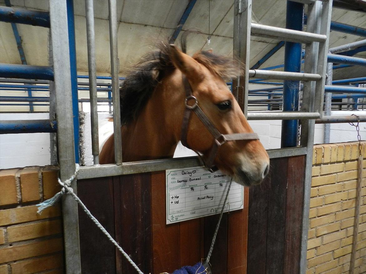 Stævne i Roager Rideklub d. 24/9 2011 billede 89