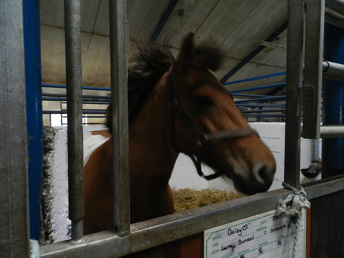 Stævne i Roager Rideklub d. 24/9 2011 billede 90