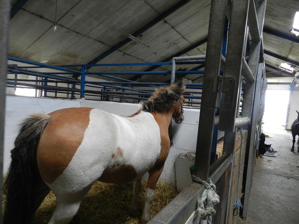 Stævne i Roager Rideklub d. 24/9 2011 billede 91