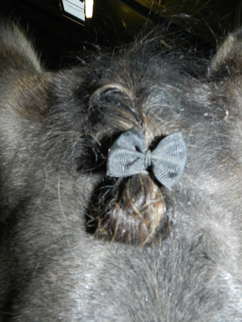 Stævne i Roager Rideklub d. 24/9 2011 billede 94