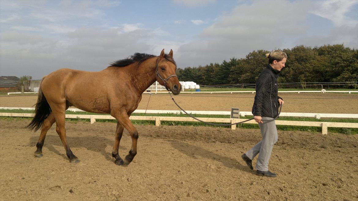Adeilo på Hodsager Happy Horse billede 14