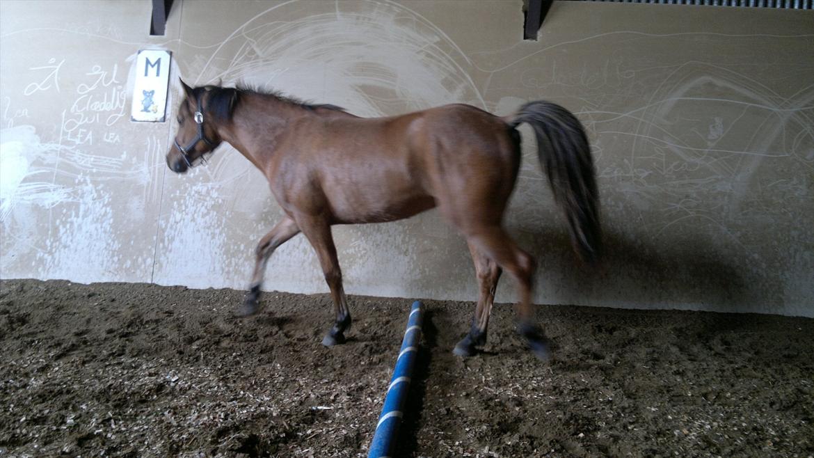 Adeilo på Hodsager Happy Horse billede 15