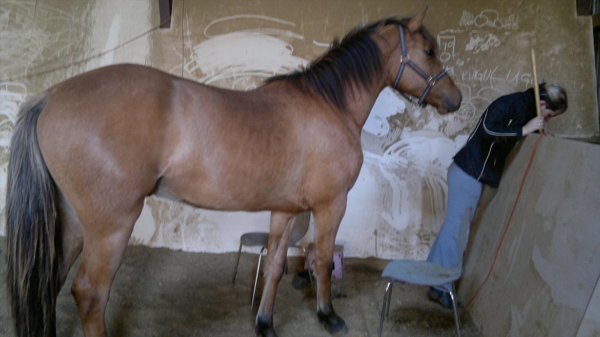 Adeilo på Hodsager Happy Horse billede 16