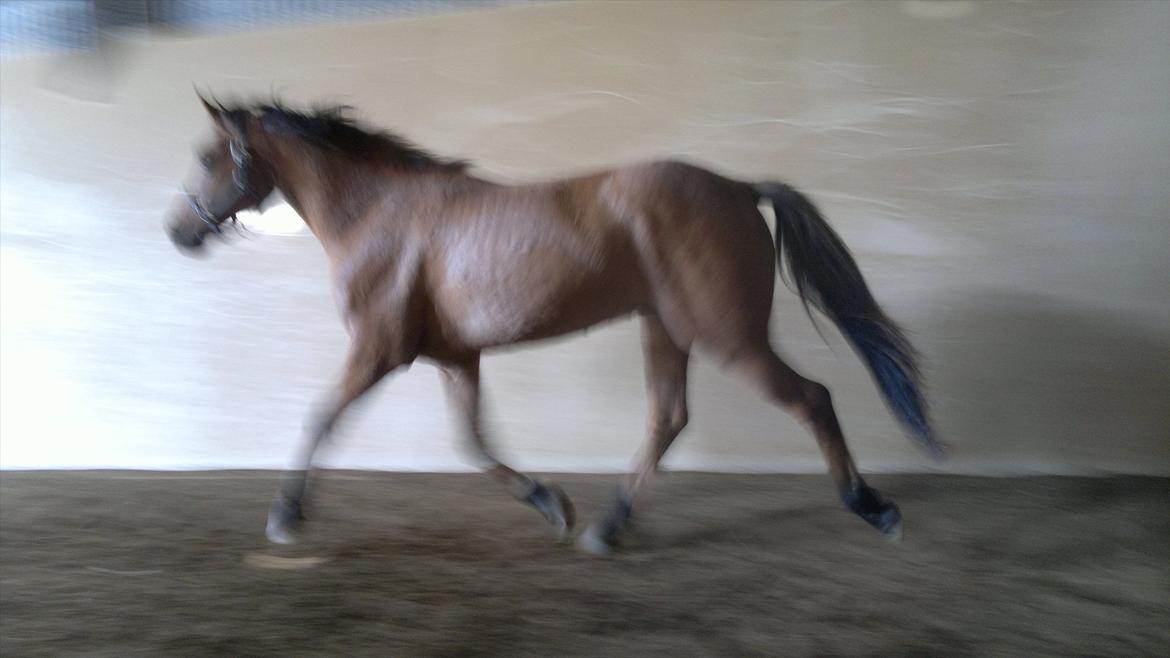 Adeilo på Hodsager Happy Horse billede 17