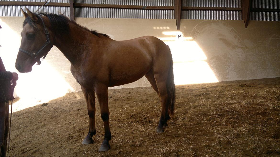 Adeilo på Hodsager Happy Horse billede 18