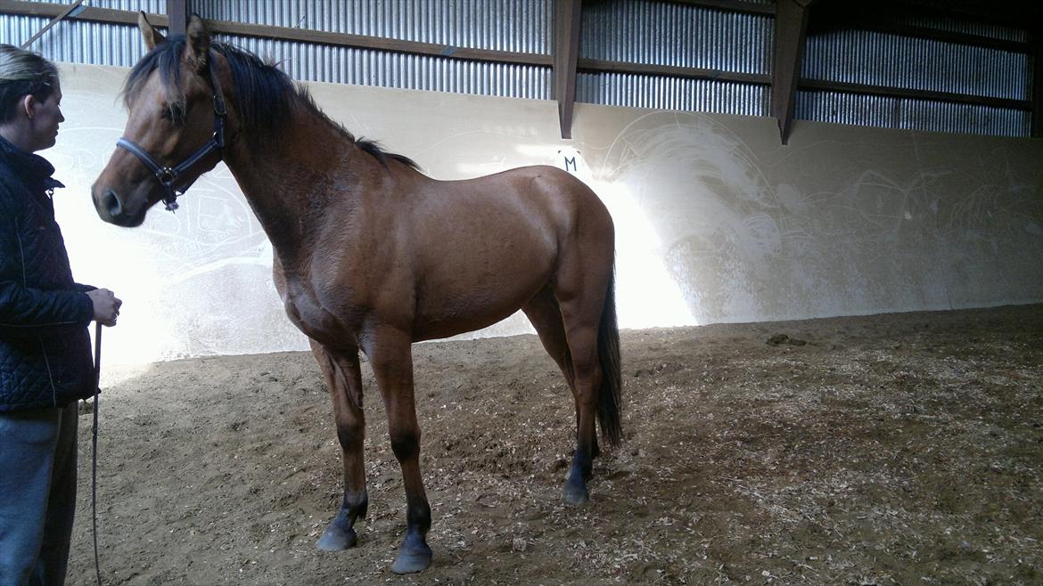 Adeilo på Hodsager Happy Horse billede 19