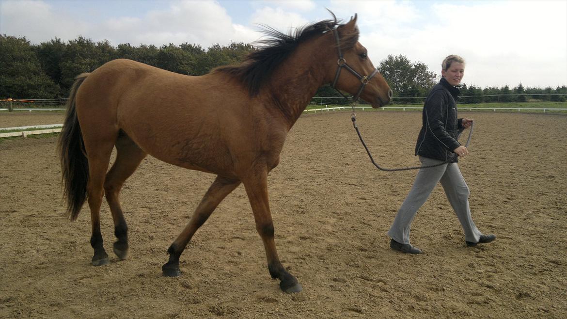 Adeilo på Hodsager Happy Horse billede 20