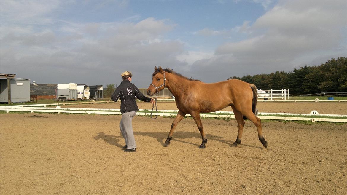 Adeilo på Hodsager Happy Horse billede 21