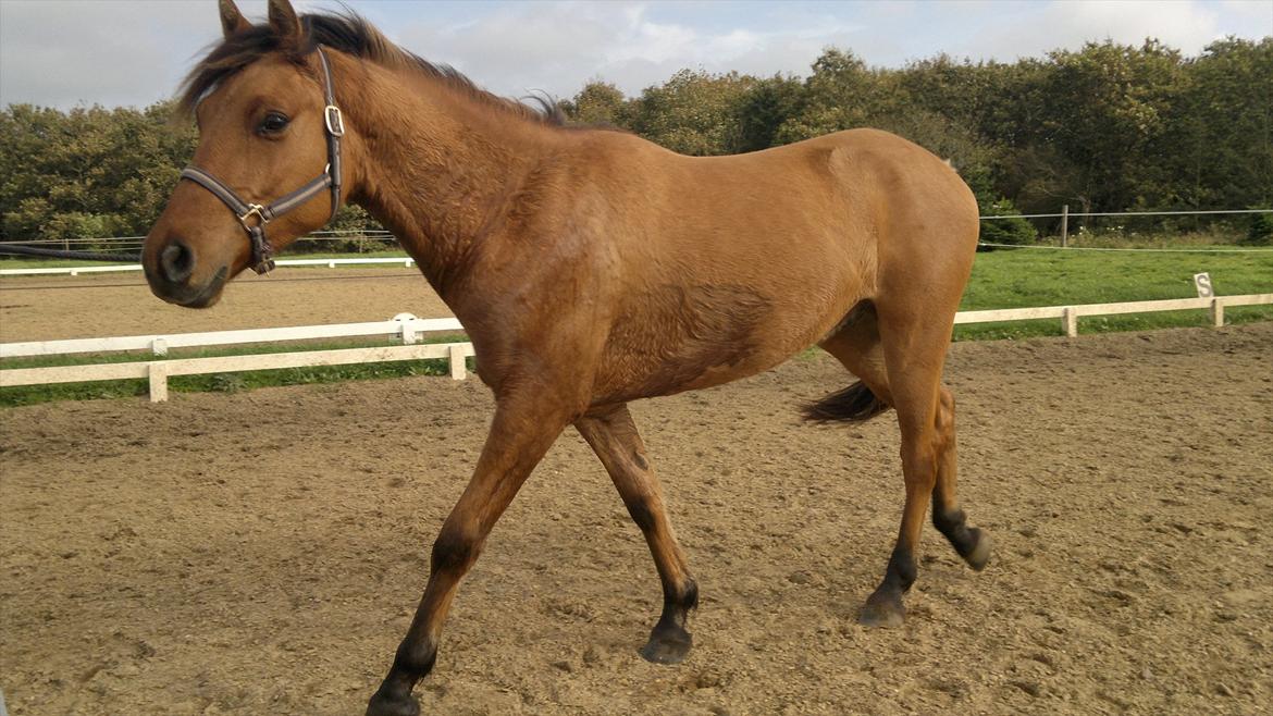 Adeilo på Hodsager Happy Horse billede 22