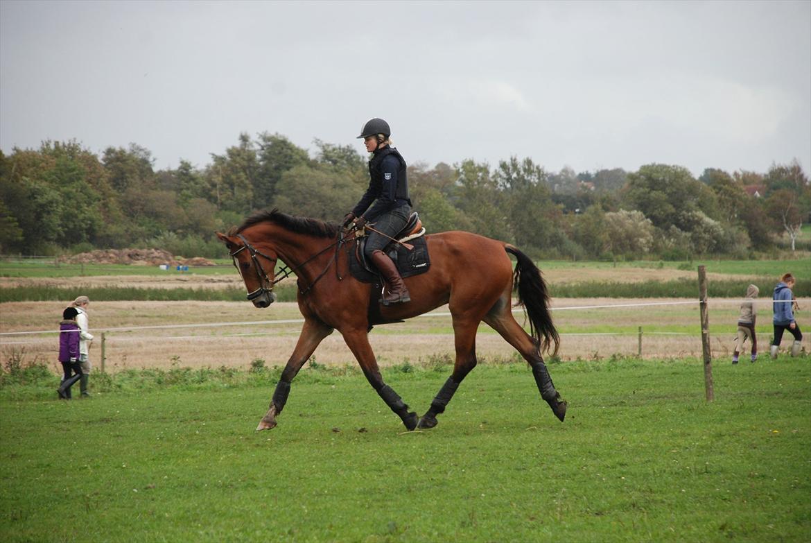 Lemilio til militarykursus med Eric Smiley - Der er mere ben end hest :) Lange stænger! billede 2