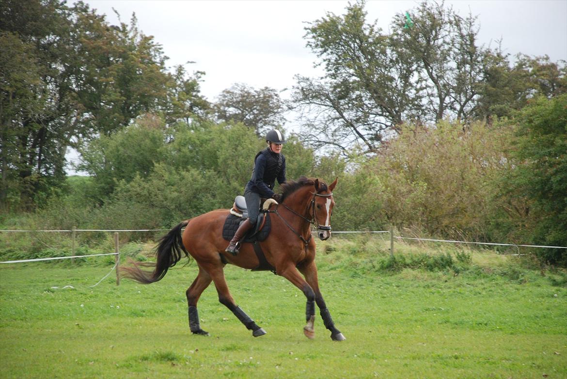 Lemilio til militarykursus med Eric Smiley - Galop, galop :) billede 4