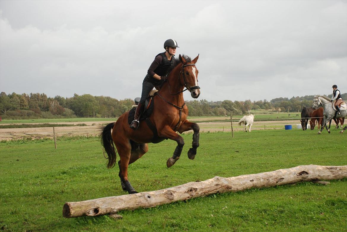 Lemilio til militarykursus med Eric Smiley - Lemilio koncentrerer sig meget - og mig lige så. Man skulle ramme træstammen præcis hvor Eric havde lagt markeringen, for at blive mere bevidst om sin linjeføring.
Samtidig skulle vi overlade alle beslutninger om afsæt til hesten. billede 5