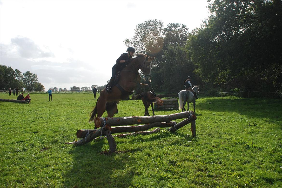 Lemilio til militarykursus med Eric Smiley - Dygtig hest - selvom mere fremspring kunne ønskes :) billede 9