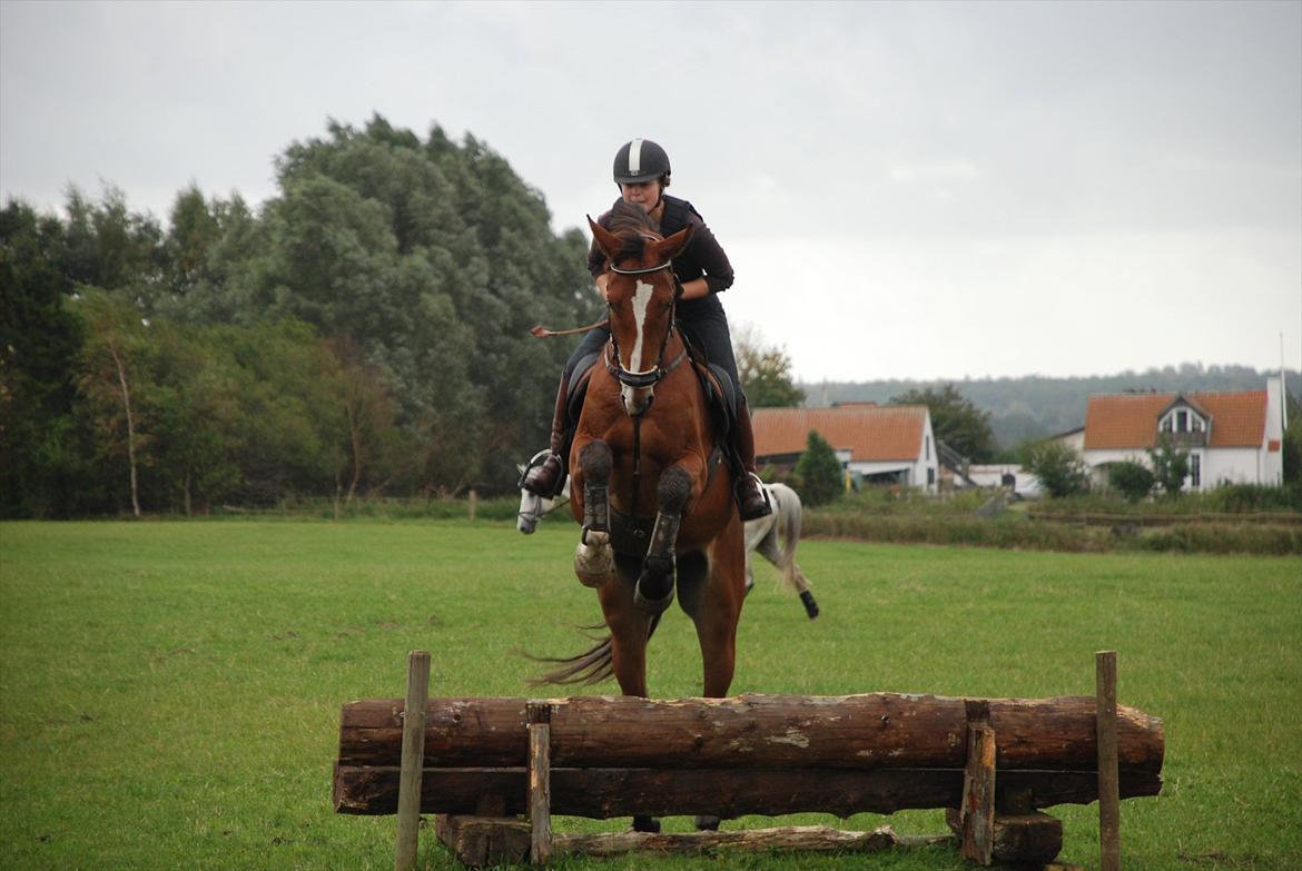 Lemilio til militarykursus med Eric Smiley - Smukke seje hest! Bare så god at ride på! billede 16