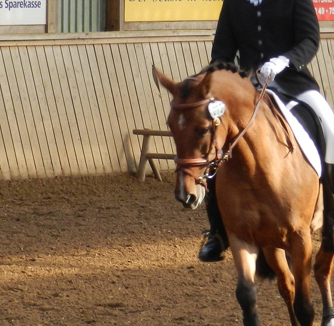 Stævne i Roager Rideklub d. 24/9 2011 billede 3