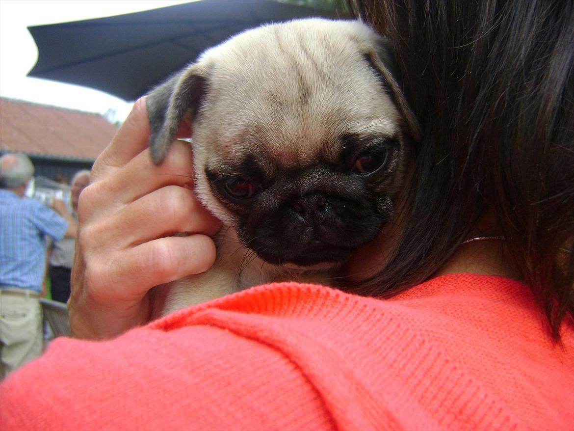 Amatør fotograf - kig evt. - Picco. billede 27