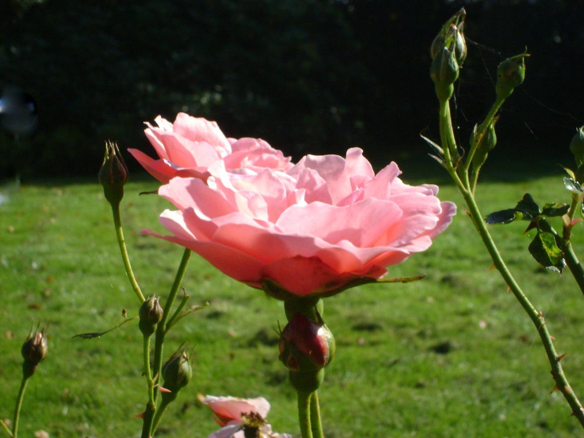 Amatør fotograf - kig evt. - Rose. billede 30