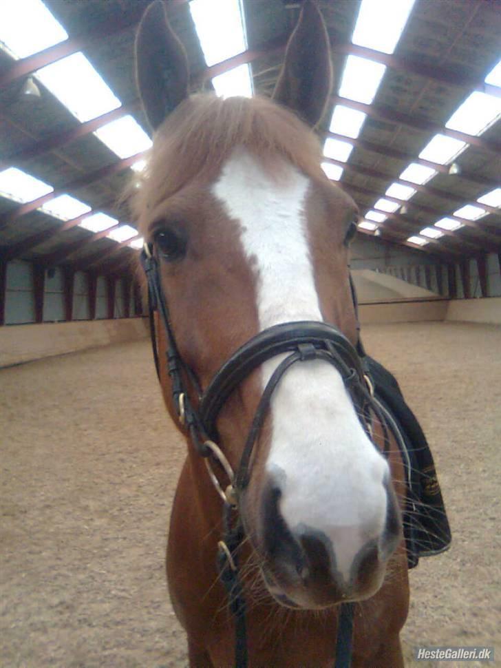 Mine tegninger (dyr) - Her er billedet jeg har tegnet efter ( : billede 4