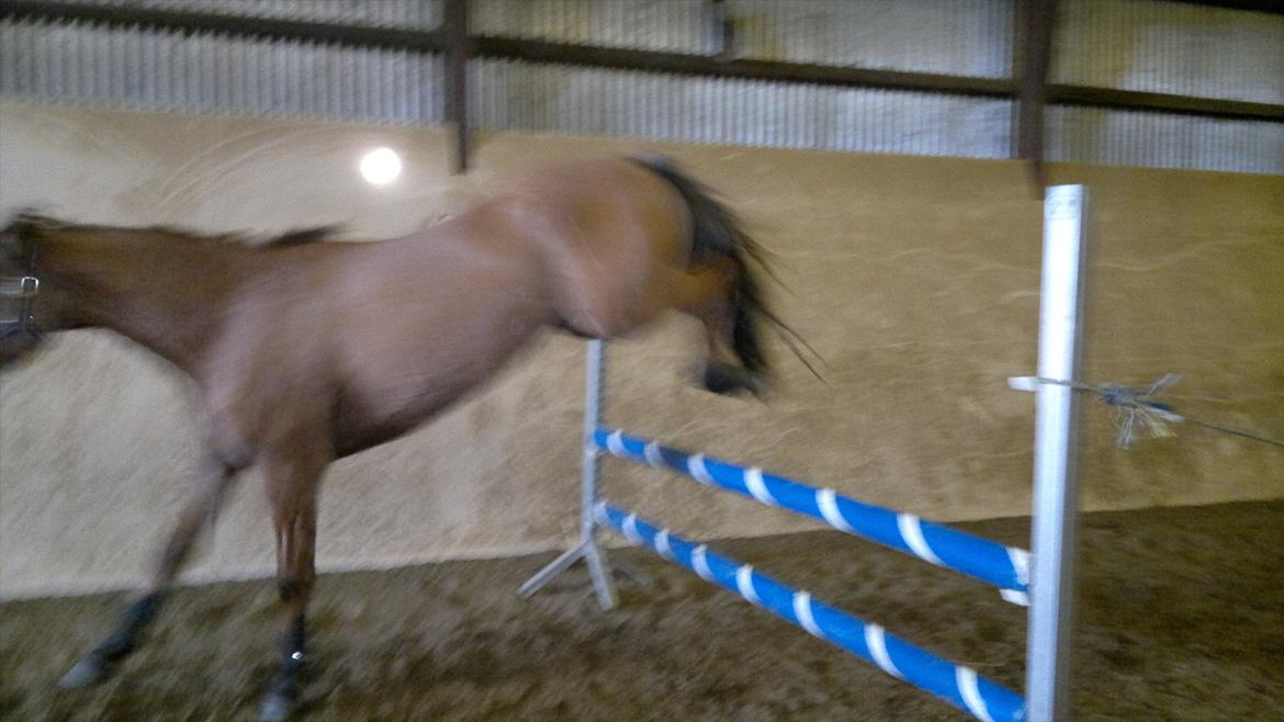 Adeilo på Hodsager Happy Horse billede 23