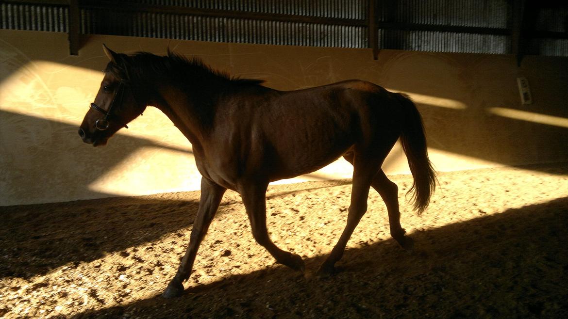 Adeilo på Hodsager Happy Horse billede 24