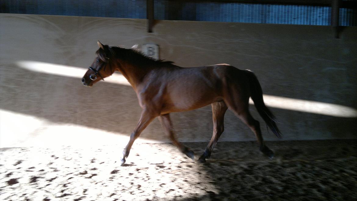 Adeilo på Hodsager Happy Horse billede 25