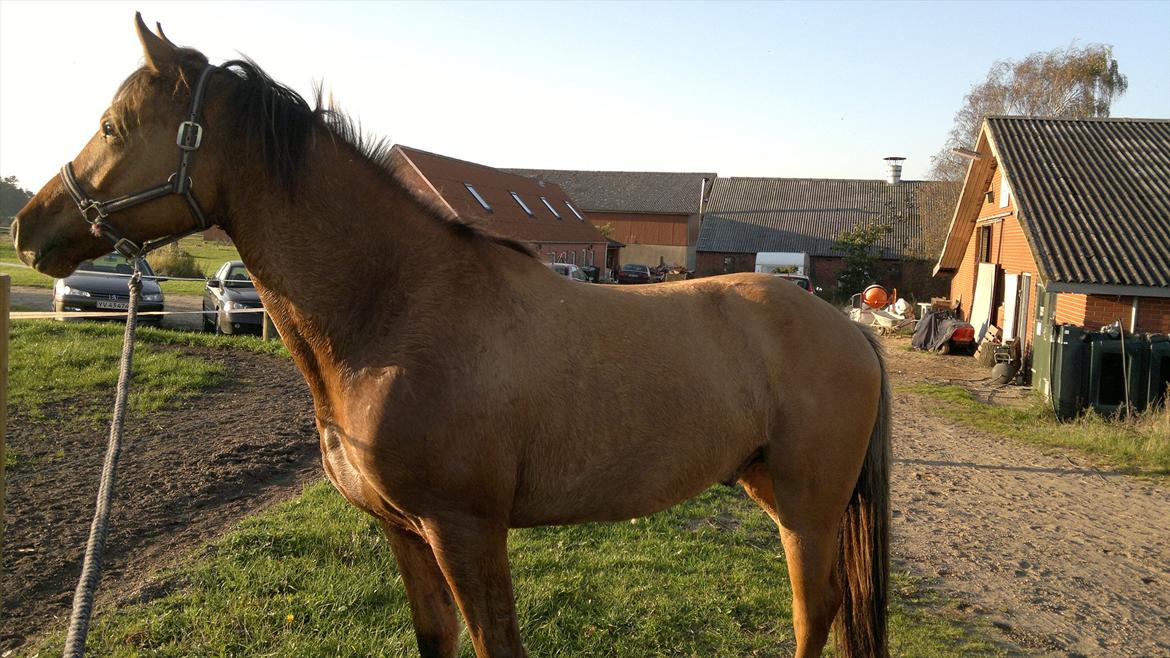 Adeilo på Hodsager Happy Horse billede 26