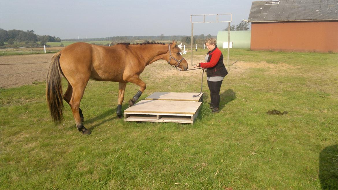 Adeilo på Hodsager Happy Horse billede 27