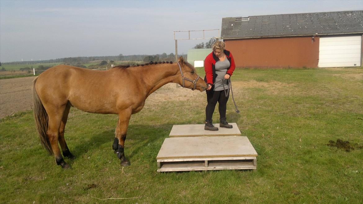 Adeilo på Hodsager Happy Horse billede 28