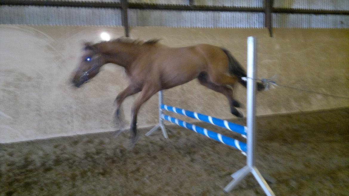 Adeilo på Hodsager Happy Horse billede 29