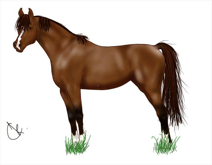 SAI tegninger.. - Araber hingsten - Wareno.. billede 1