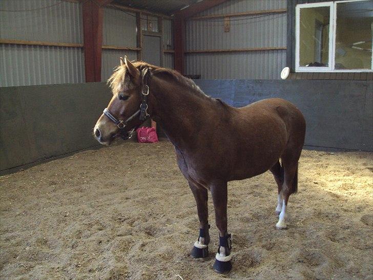 MR. LUCKY BOY billede 6