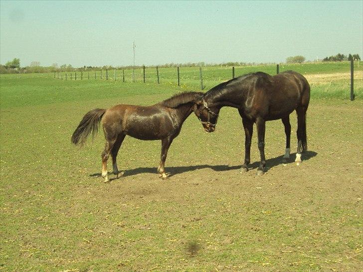 MR. LUCKY BOY billede 7