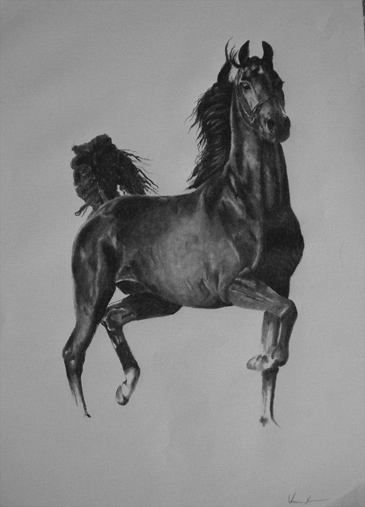 Tegninger, heste og et par hunde billede 4