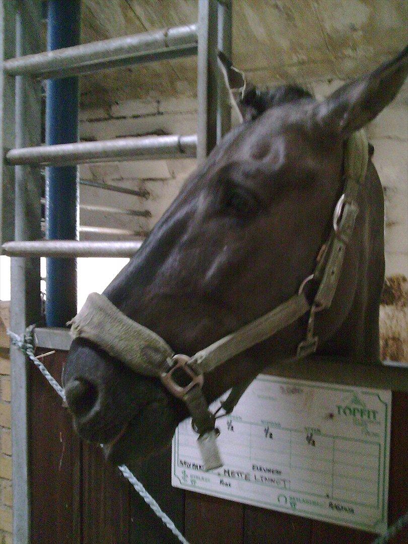 Stævne i Roager Rideklub d. 24/9 2011 billede 96