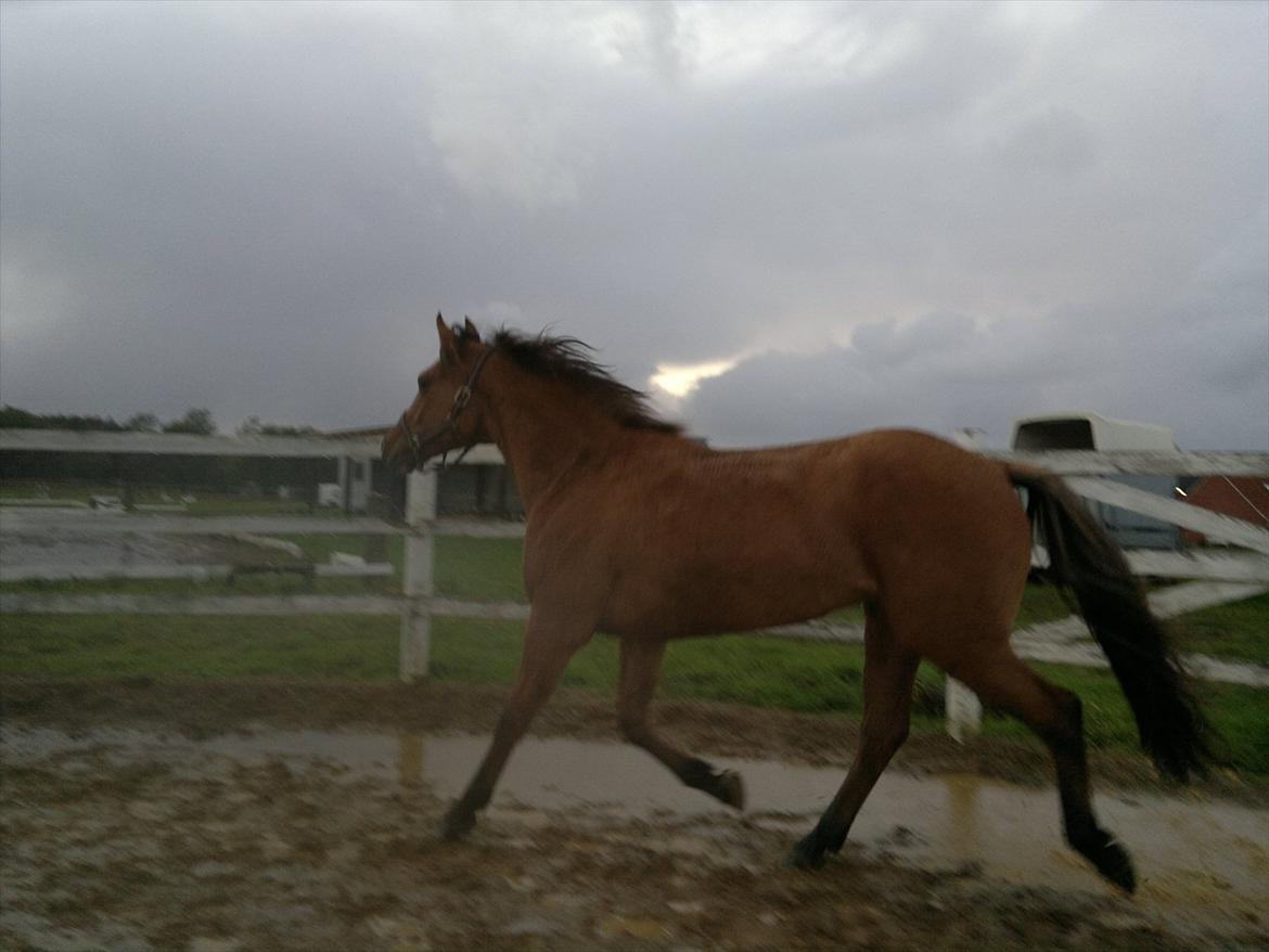 Adeilo på Hodsager Happy Horse billede 30