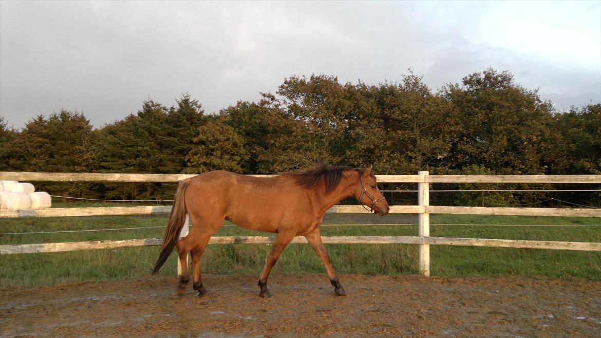 Adeilo på Hodsager Happy Horse billede 31