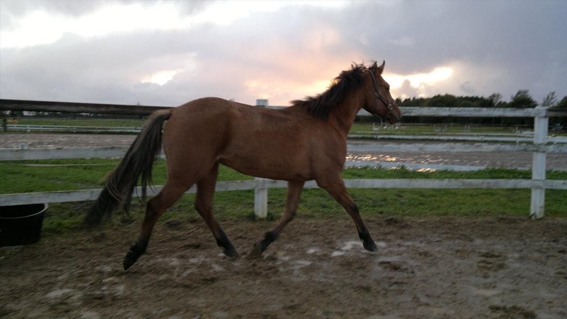 Adeilo på Hodsager Happy Horse billede 32