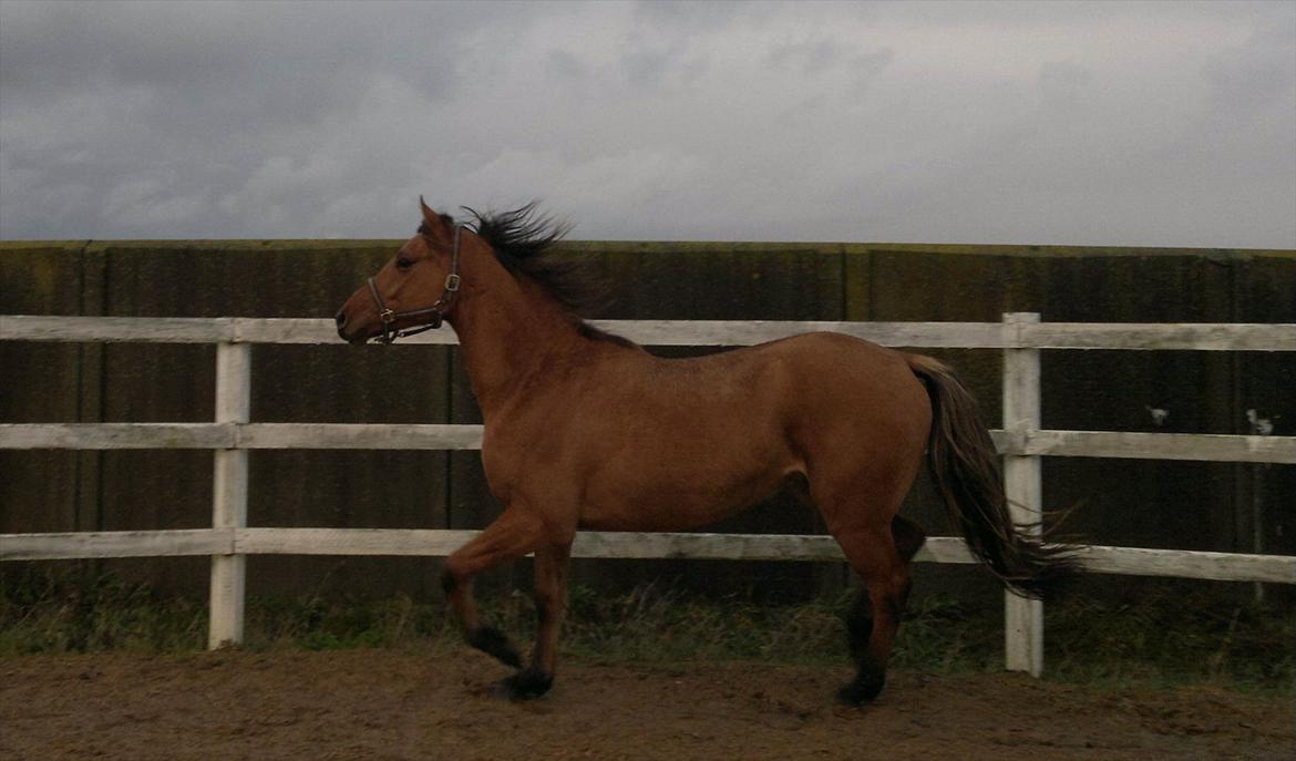 Adeilo på Hodsager Happy Horse billede 33