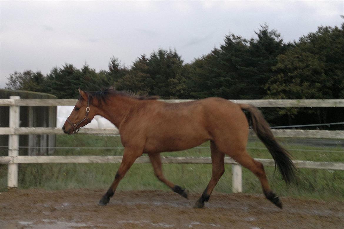 Adeilo på Hodsager Happy Horse billede 34