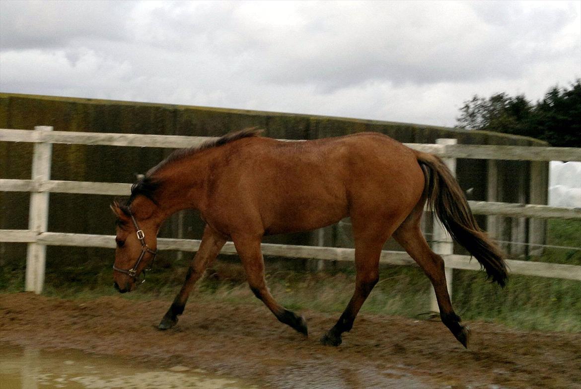 Adeilo på Hodsager Happy Horse billede 35