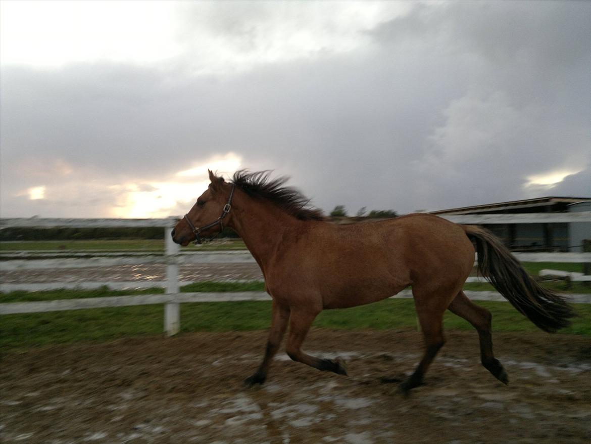 Adeilo på Hodsager Happy Horse billede 36