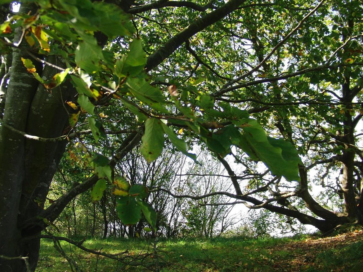 Efterårsbilleder! billede 1