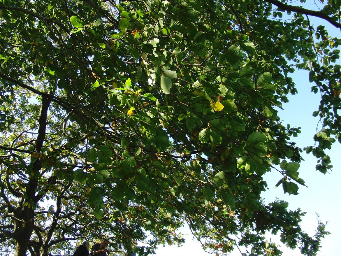 Efterårsbilleder! billede 2