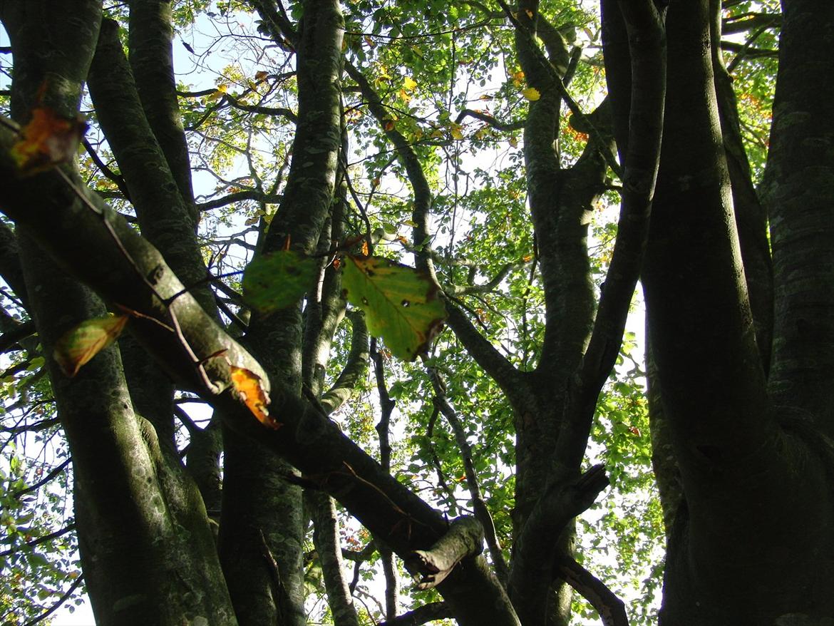 Efterårsbilleder! billede 3