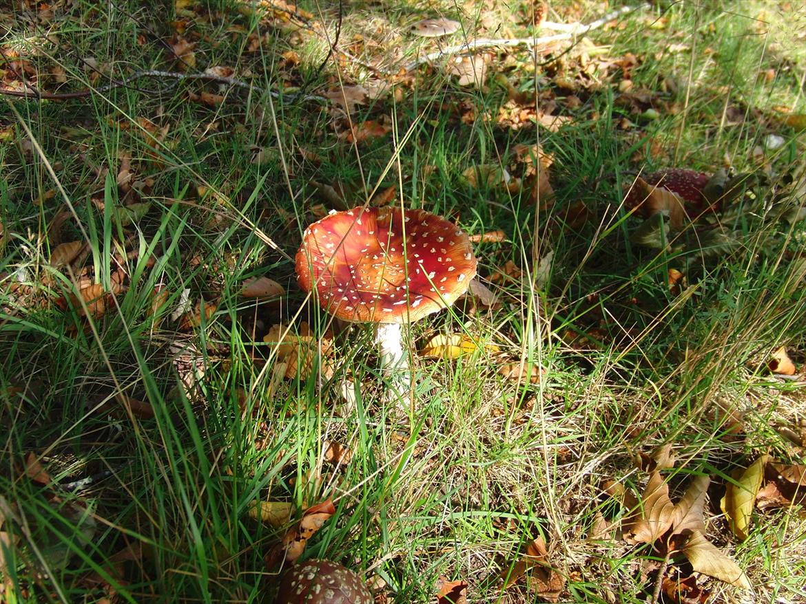 Efterårsbilleder! billede 4