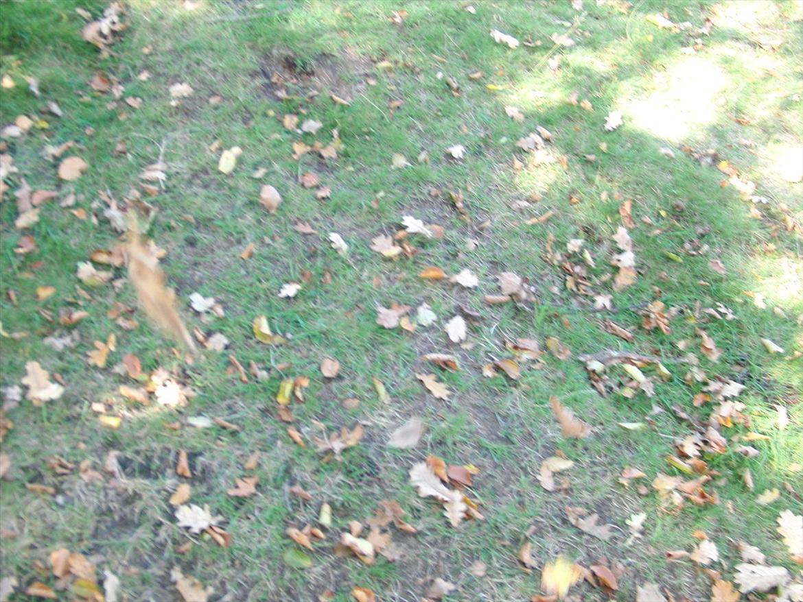 Efterårsbilleder! billede 5