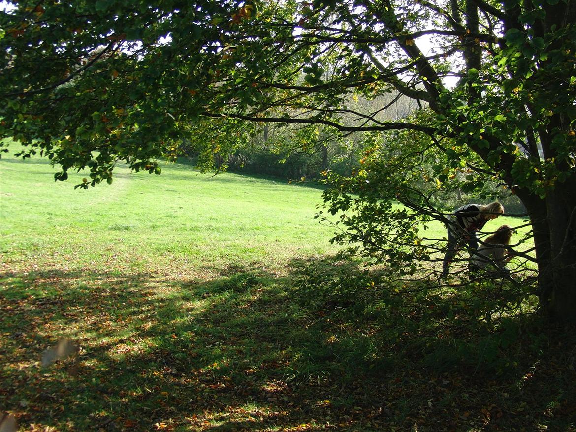 Efterårsbilleder! billede 6