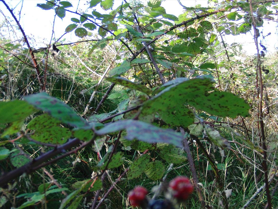 Efterårsbilleder! billede 7