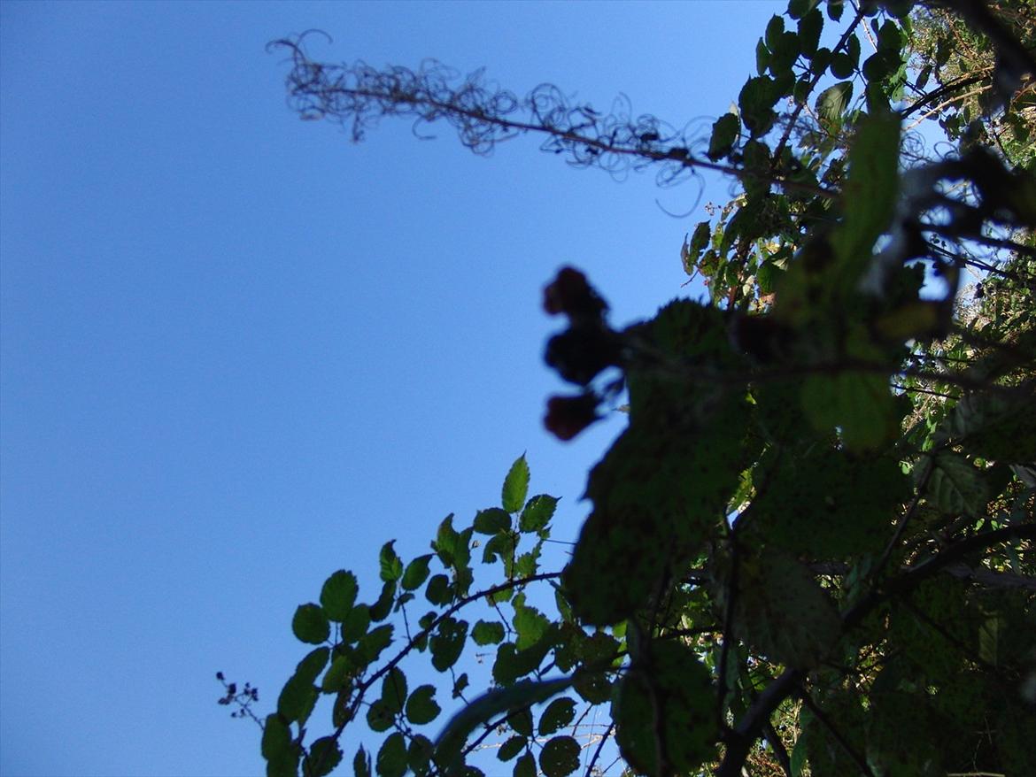 Efterårsbilleder! billede 8